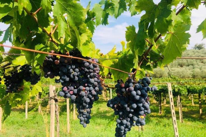 Image No.6-5 Bed Farmhouse for sale