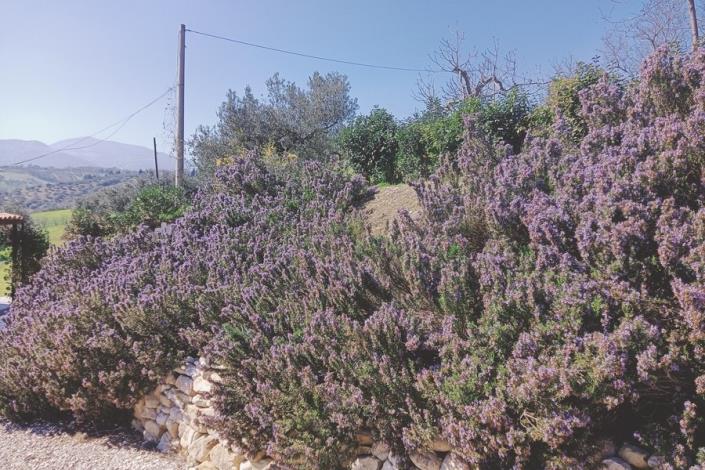 Image No.5-4 Bed Country House for sale