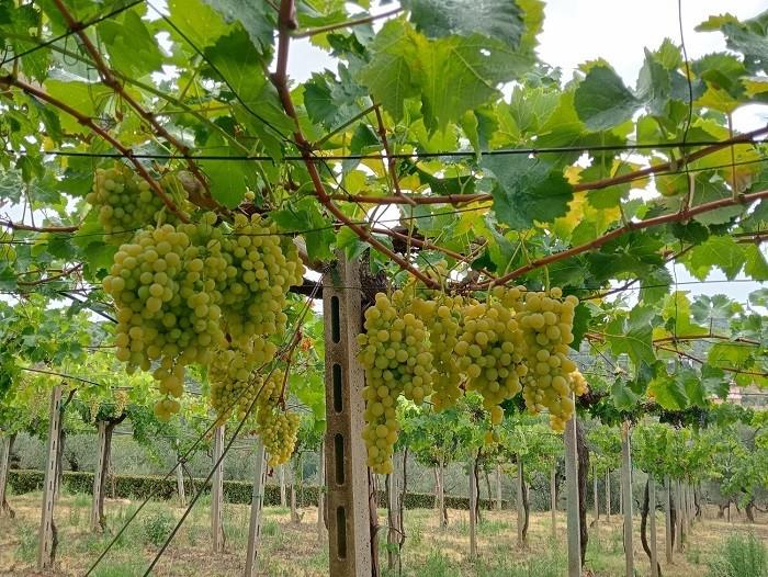 Image No.31-2 Bed Country House for sale