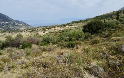 Agonas-Olive-Grove-with-Sea-Views-For-Sale-1