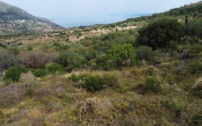Agonas-Olive-Grove-with-Sea-Views-For-Sale-8