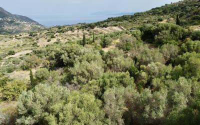 Agonas-Olive-Grove-with-Sea-Views-For-Sale-14