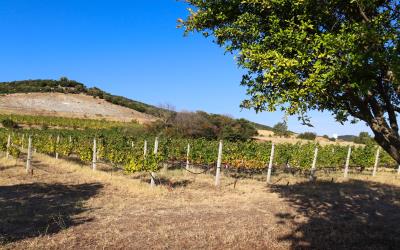 Mikri-Volvi-Vineyard-Villa-By-The-Lake-7