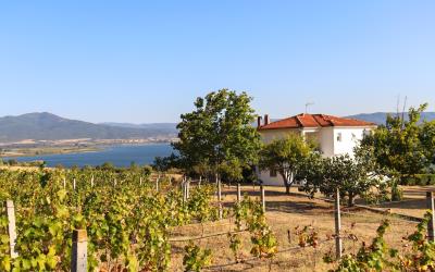 Mikri-Volvi-Vineyard-Villa-By-The-Lake-10
