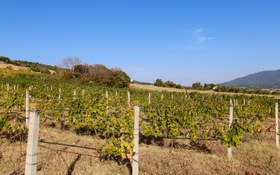 Mikri-Volvi-Vineyard-Villa-By-The-Lake-9