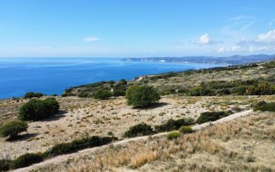 Platies-Amazing-Panoramic-Plot-1