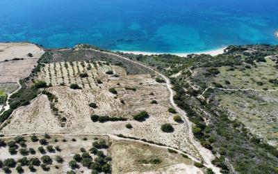 Platies-Amazing-Panoramic-Plot-3