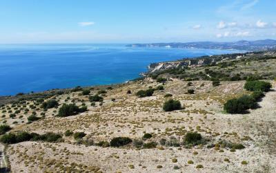 Platies-Amazing-Panoramic-Plot-9