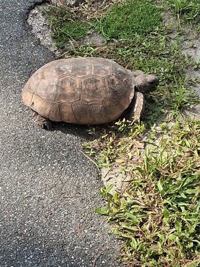 Image No.43-4 Bed Property for sale