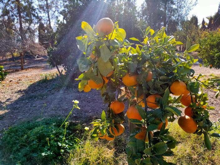 Image No.33-4 Bed House for sale