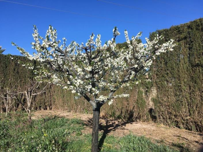 Image No.38-4 Bed House for sale