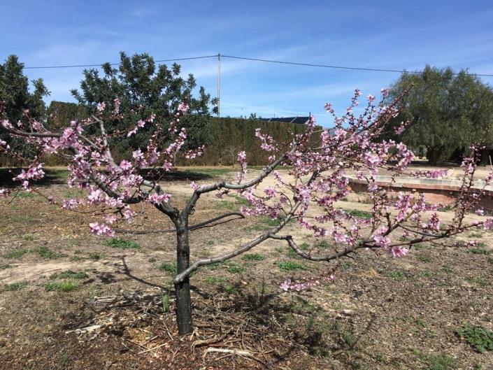 Image No.39-4 Bed House for sale