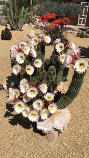 Image No.41-4 Bed House for sale