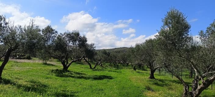 Image No.1-Plot for sale