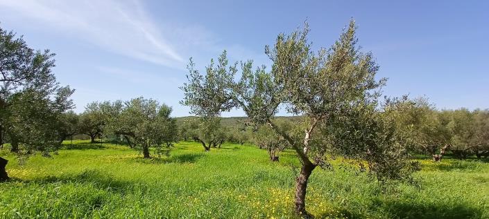 Image No.9-Plot for sale