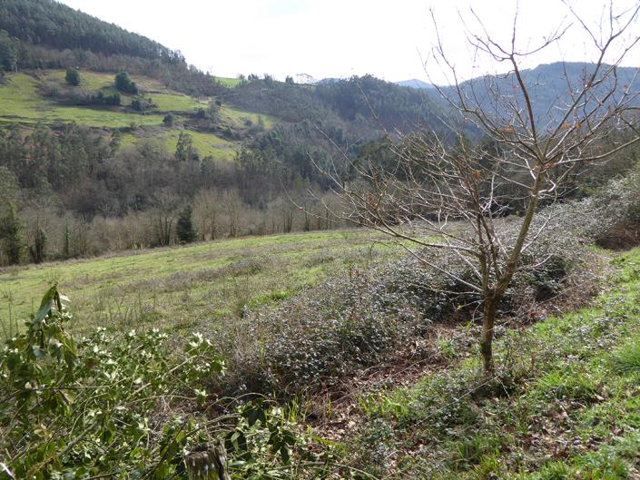 Image No.25-1 Bed Finca for sale