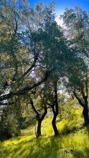 Image No.3-Land for sale