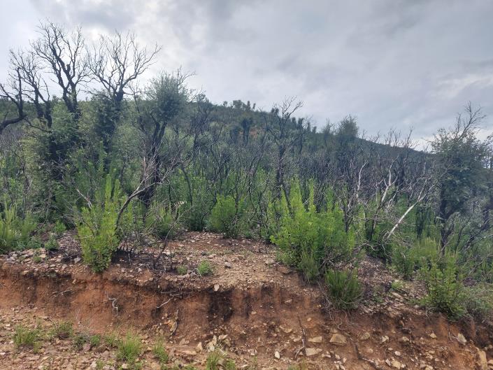 Image No.2-Land for sale