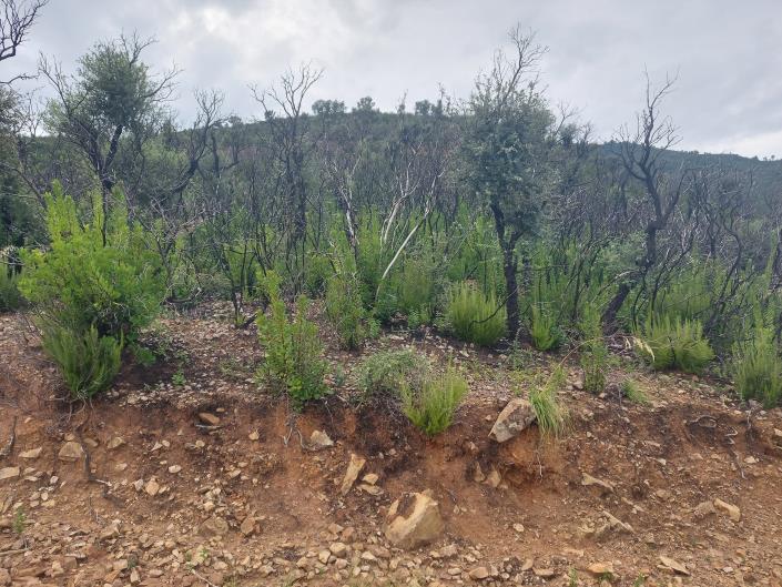 Image No.11-Land for sale