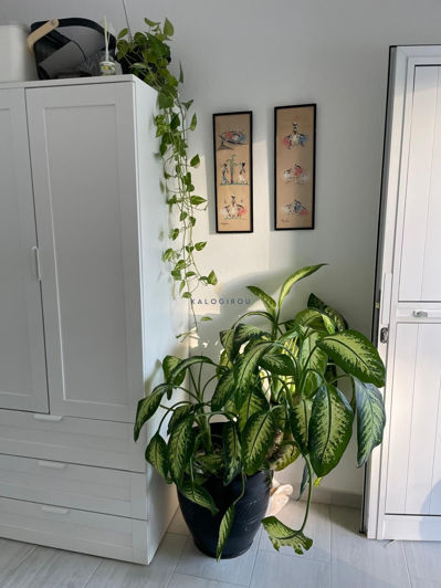 Image No.11-1 Bed Bungalow for sale