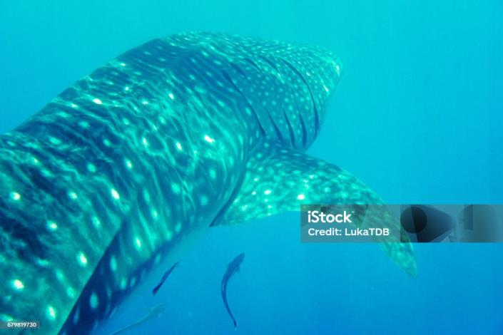 Image No.9-Land for sale