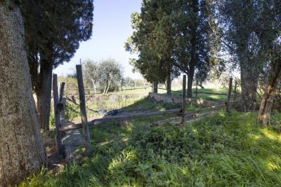 Montisi_Montalcino_farm_estate_for_sale--6-