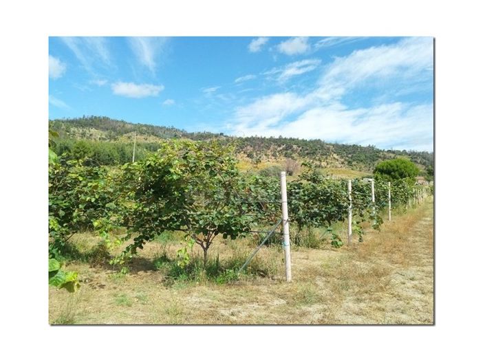 Image No.10-Farmhouse for sale