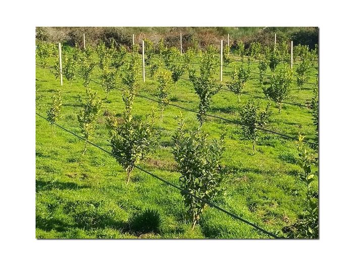 Image No.11-Farmhouse for sale