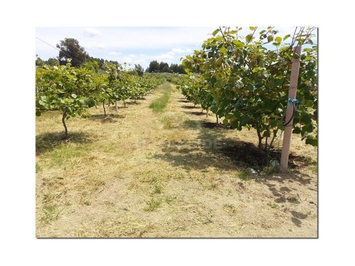 Image No.12-Farmhouse for sale