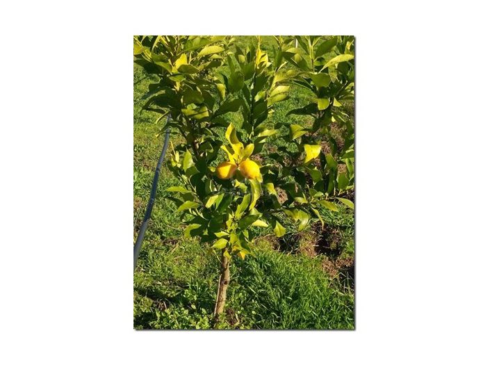 Image No.13-Farmhouse for sale