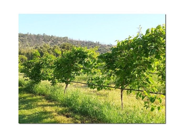 Image No.14-Farmhouse for sale