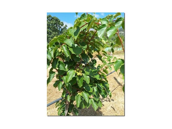 Image No.20-Farmhouse for sale