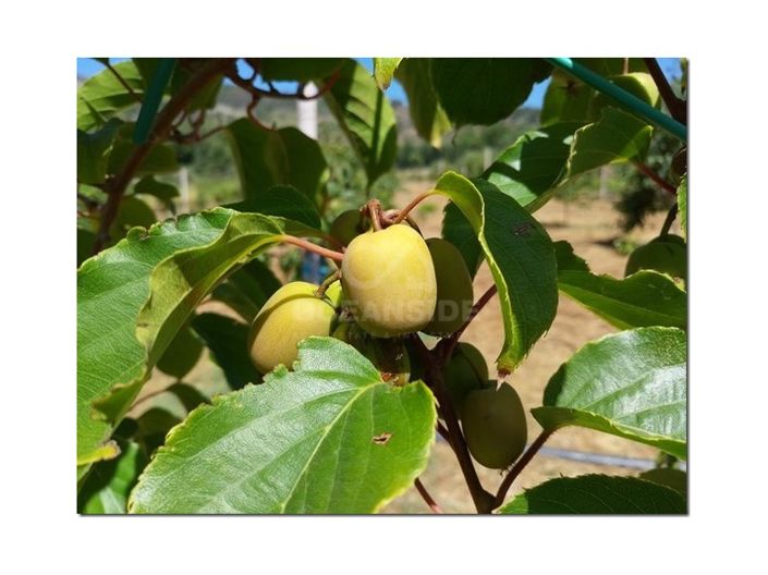 Image No.23-Farmhouse for sale