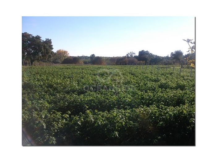 Image No.25-Farmhouse for sale