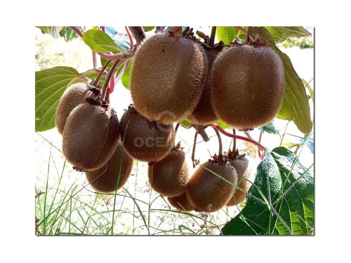 Image No.27-Farmhouse for sale