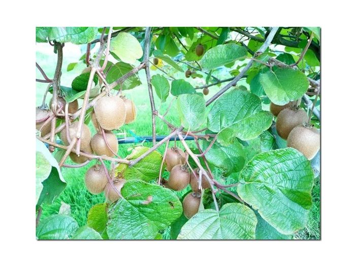 Image No.29-Farmhouse for sale