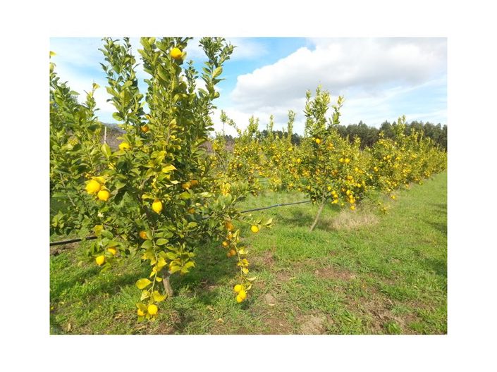 Image No.5-Farmhouse for sale