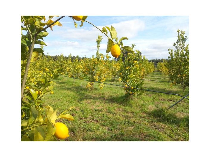 Image No.6-Farmhouse for sale