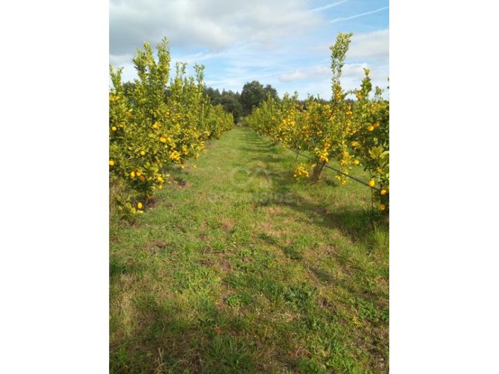 Image No.7-Farmhouse for sale