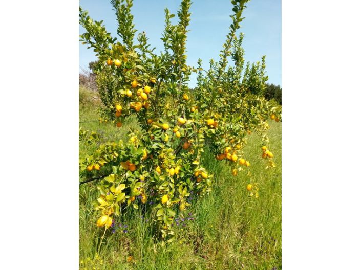 Image No.8-Farmhouse for sale