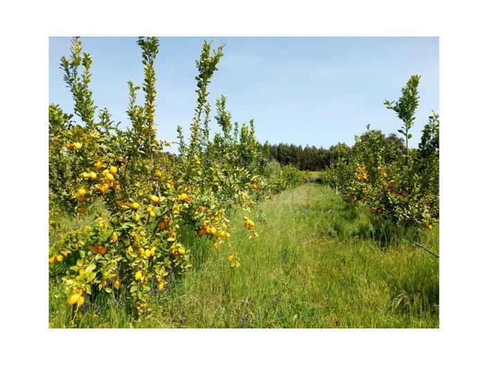 Image No.9-Farmhouse for sale