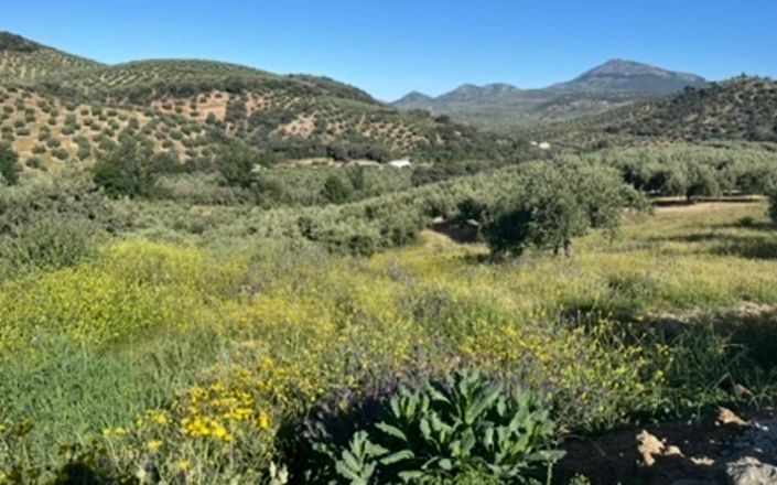 Image No.14-4 Bed House for sale