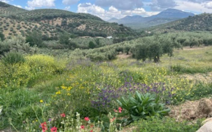 Image No.43-4 Bed House for sale