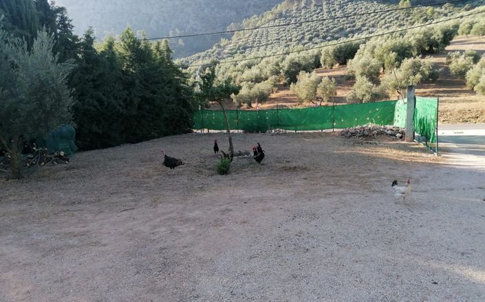 Image No.56-5 Bed House for sale