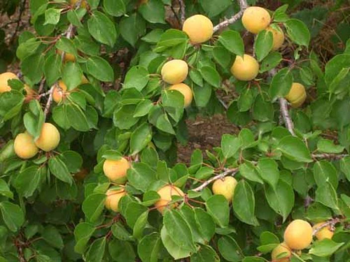 Image No.16-4 Bed House for sale