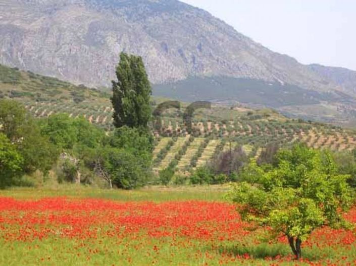 Image No.3-4 Bed House for sale