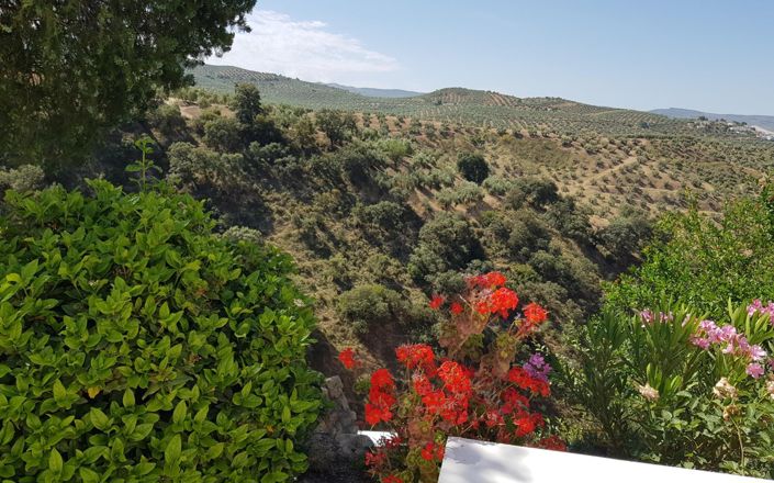 Image No.16-3 Bed House for sale