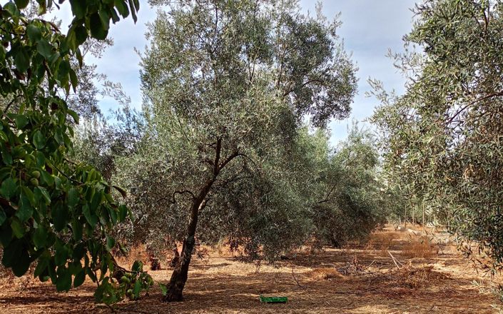 Image No.16-3 Bed House for sale