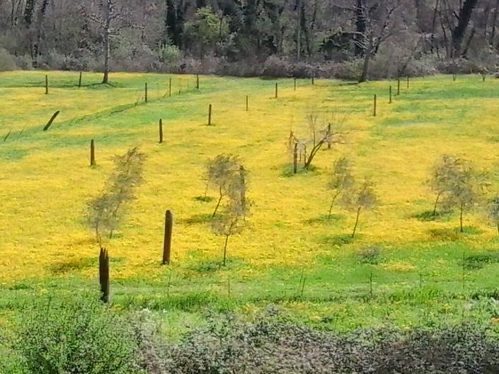 Image No.37-3 Bed House for sale