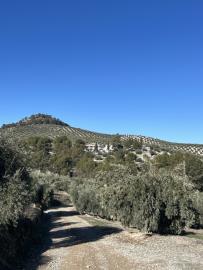 IMG_3081-2-Large